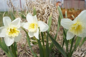 DSC06582 - слим уитмен.JPG