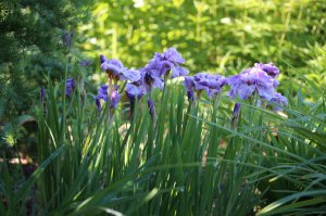 IMG_0801.JPG