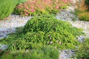 IMG_2278.JPG