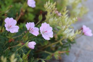 IMG_1888.JPG