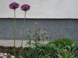 2020.06.29 Уч № 1 Лук дек. Purple Sensation_ DSCF8074.JPG