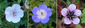 Geranium_Lilac_Ice_Azure_Rush_ копия.jpg