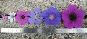 Geranium-collection — копия.jpg
