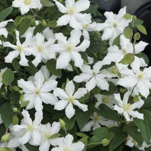 Клематис Integrifolia (сорт ARABELLA WHITE) 3 в Опт-Хозе.jpg