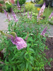 IMG_20200721_064423.jpg