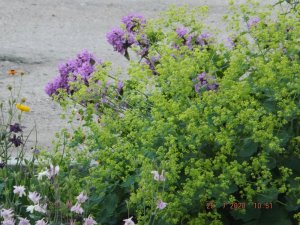 2020.07.25 Уч № 2 Манжетка мяг. Сеньор и буквица_ DSCF8600.JPG
