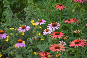 DSC_0816.JPG