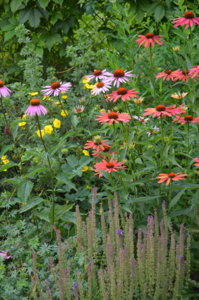 DSC_0817.JPG