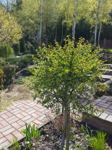 20170513_144431.jpg