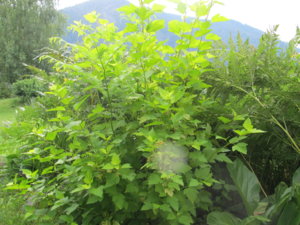 IMG_6915.JPG