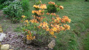 PIC_0375.JPG