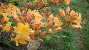PIC_0376.JPG