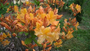 PIC_0377.JPG