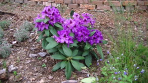 PIC_0380.JPG