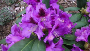 PIC_0381.JPG