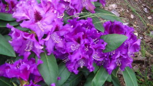 PIC_0382.JPG