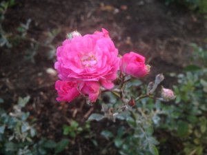 IMG_1793.JPG