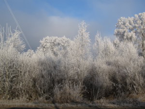 IMG_0985.JPG