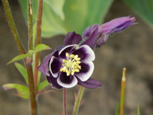 DSCN1677.JPG