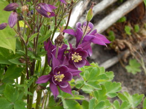 DSCN1695.JPG
