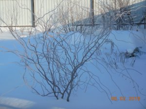 зима 011.jpg