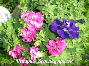 Пет Водопад красок.jpg