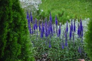 DSC_0740.JPG