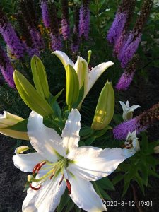 IMG_20200812_190157.jpg