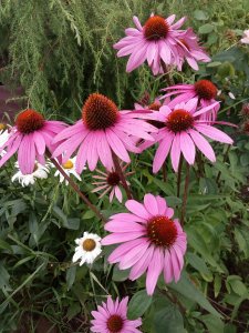 IMG_20200812_184015.jpg