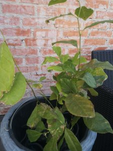 IMG_20200818_101815.jpg
