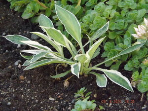 DSCF9101.JPG