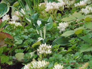 2020.08.28 Уч № 2 Hosta 'Whirlwind'_ DSCF9102.JPG