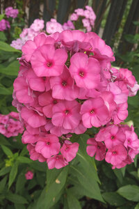 фл Classic Cassis1.jpg