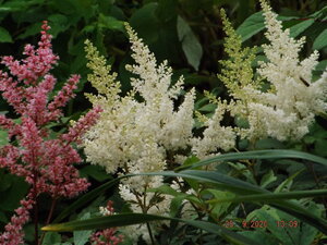 2020.09.25 Уч № 2 Astilbe arendsii `Weisse Gloria` и Astilbe japonica 'Look at Me' _ DSCF9437.JPG