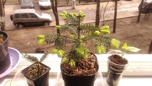P_20200408_111346.jpg