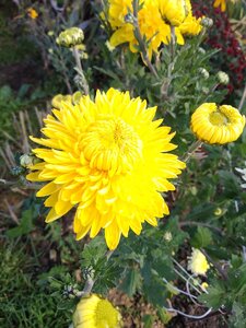 IMG_20201031_124225.jpg