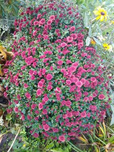 IMG_20201031_124249.jpg