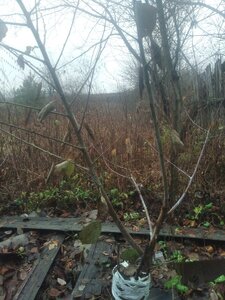 IMG_20201103_075442.jpg
