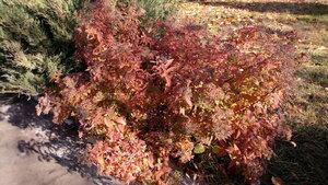 IMG_20201108_114605.jpg