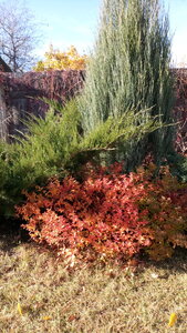 IMG_20201108_114156.jpg