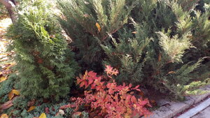 IMG_20201108_115111.jpg