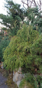 кипарисовик Нана.jpg