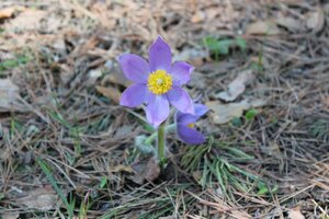 IMG_0205 - копия.JPG