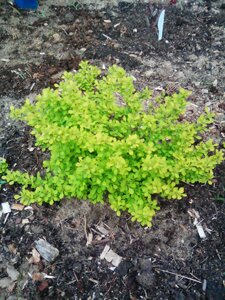 IMG_20160505_160348.jpg