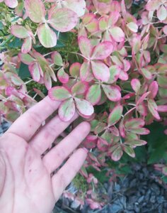 IMG_20210308_215935.jpg