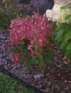 IMG_20210308_225249.jpg