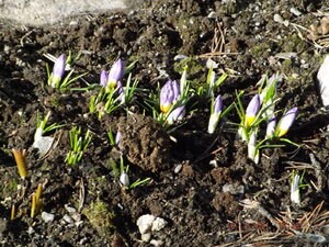2021.04.17 Уч. № 1 CROCUS SIEBERI  `Tricolor` _ DSCF0389.JPG