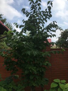 48FE446A-31D6-4539-8DCE-706114BC2D0F.jpeg