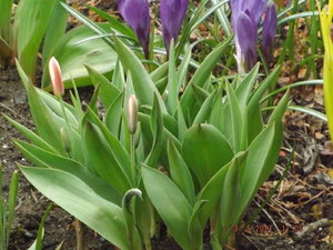 2021.05.13 Уч № 1 Tulipa kaufmanniana `Ancilla`_ DSCF1184.JPG