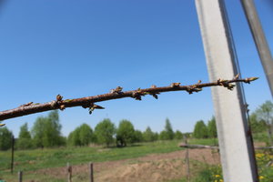 IMG_5163.JPG